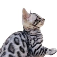 Silverstorm Layla profile picture