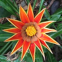 Tammy Dentice profile picture