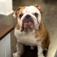Homer J. Bulldog | English Bulldog Favourites profile picture