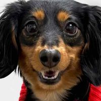 April Alves profile picture