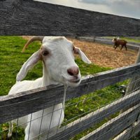 Parm profile picture