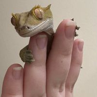 Tiny Tails profile picture