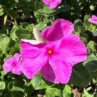 Sara Hernandez profile picture