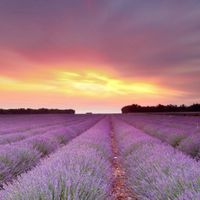 Cielo Celeste profile picture