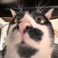 Madison Houser profile picture