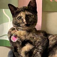 Nala profile picture