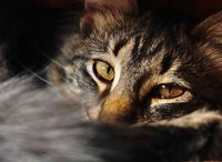 Cole Adams profile picture