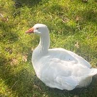 Amira Mabifa profile picture
