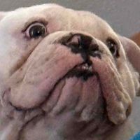 Corina Pulido Roldan profile picture