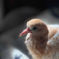 Olivia Browning profile picture