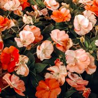 Kimm Mari profile picture