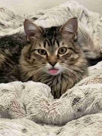 Julius Penn profile picture