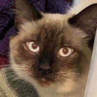 Elia D profile picture