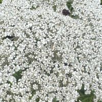 Aurora Rose profile picture