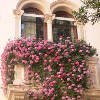 Dunia Obad 🌸✨🫧 profile picture