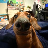arie ajelog profile picture