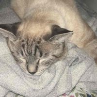 Nadia Feltner profile picture