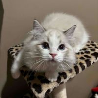 Mikayla profile picture