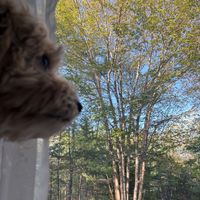 Lilah Nash profile picture