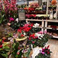 Scarlett Moran profile picture