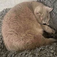 Anna Hopkins profile picture