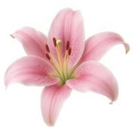 Mina profile picture