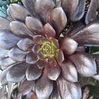 Megan Sterner profile picture