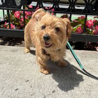 lookoutforLucy profile picture