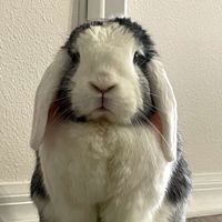 Lynelis Hernandez profile picture