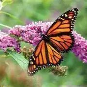 Yarie D profile picture