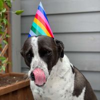 RosieDog 2020 profile picture