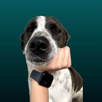 RosieDog 2020 profile picture