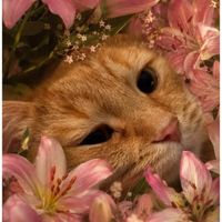Sleepingbeauty.minion profile picture