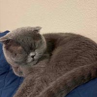 Orzala Arsala profile picture