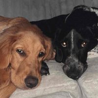 Deanna Vandy profile picture