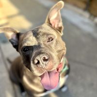 LouiePicks profile picture