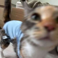 soybean profile picture