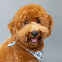 teddy the mini goldendoodle profile picture