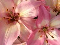 🎀 profile picture