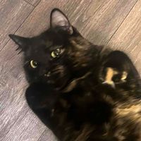 Emily Sol profile picture