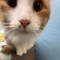 Eli Arden profile picture