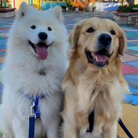 Sami and Diego profile picture