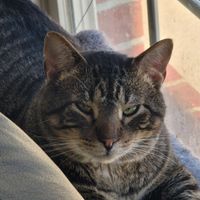 Amanda Rodgers profile picture