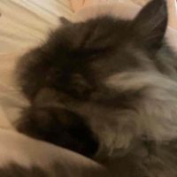 Mia profile picture
