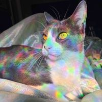 M4ngo profile picture