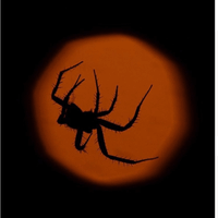 $hawty🕷️ profile picture