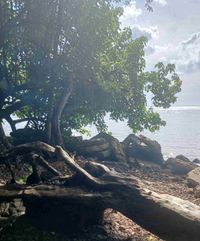 Candace Speckle profile picture