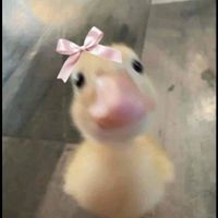 Isis profile picture