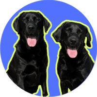 Sarah & The Velocilabtors Brech & Quinn profile picture