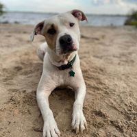 Callie B profile picture